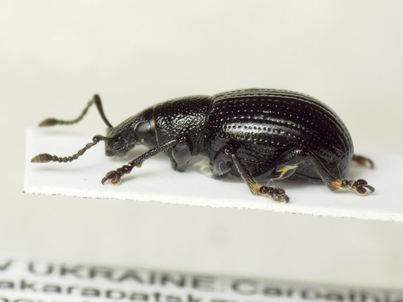 Otiorhynchus lithantracius Boheman, 1843